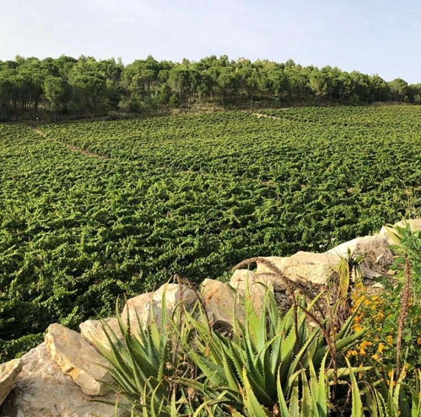 Agriturismo Tenute Pispisa Segesta كالاتافيمي المظهر الخارجي الصورة