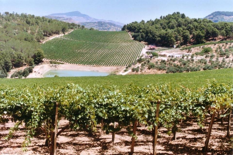 Agriturismo Tenute Pispisa Segesta كالاتافيمي المظهر الخارجي الصورة