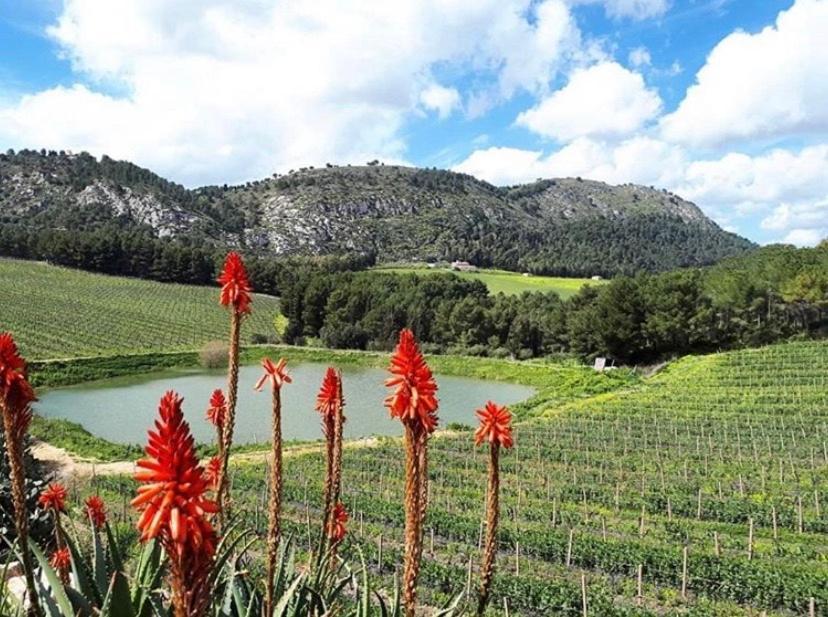 Agriturismo Tenute Pispisa Segesta كالاتافيمي المظهر الخارجي الصورة