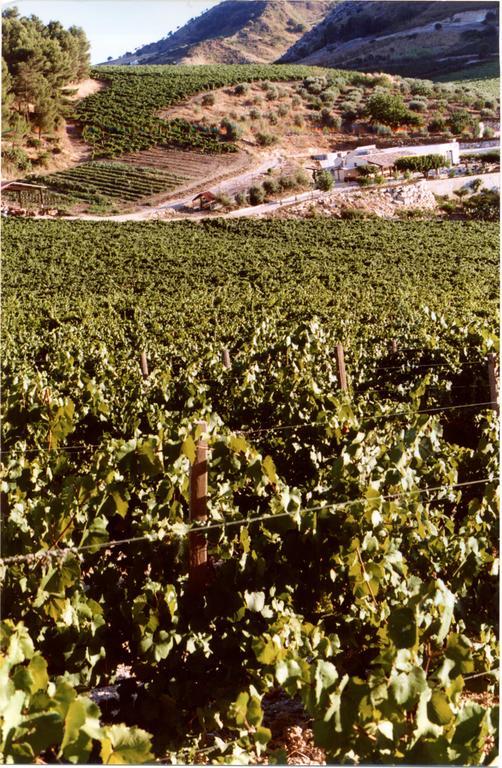 Agriturismo Tenute Pispisa Segesta كالاتافيمي المظهر الخارجي الصورة